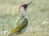 Green Woodpecker at Gunners Park (Steve Arlow) (111476 bytes)